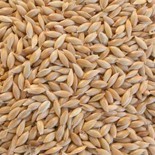 Canary grass
