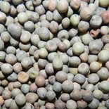 Field peas for birds