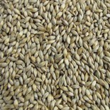 Brewery barley