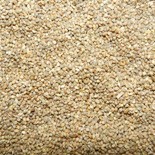 Japanese millet