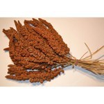 Red Senegalese millet
