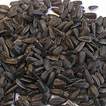 Course black sunflower