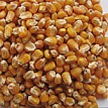 Кукуруза попкорн