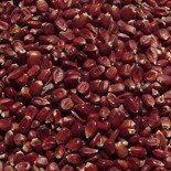 Кукуруза мелкая кормовая