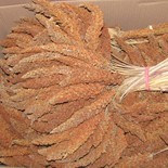 proso-senegalskie-w-klosie.jpg