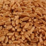 Пищевая кормовая пшеница