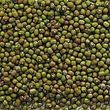 Fasola mung