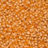 Kukurydza popcorn