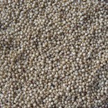 Sorgo białe
