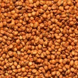 Sorgo czerwone