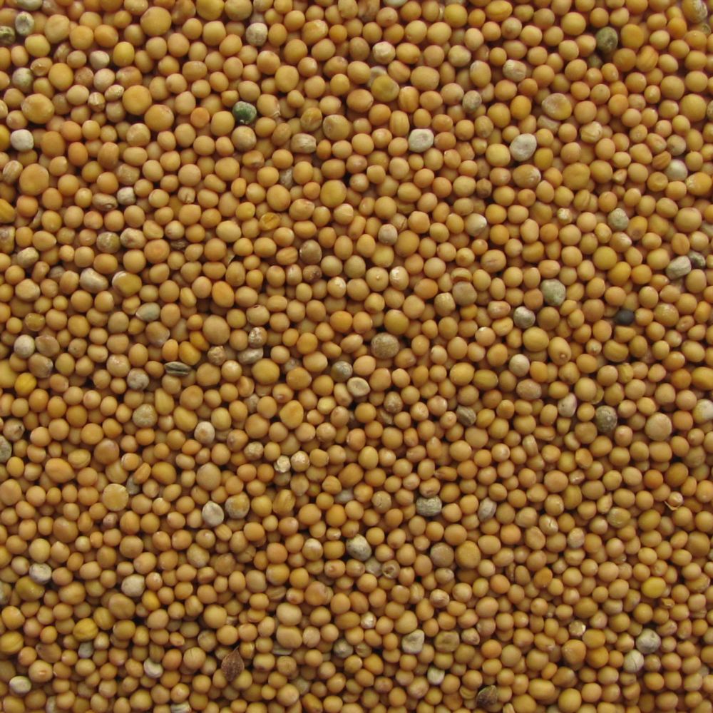 White mustard, 2nd class