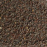 Black mustard